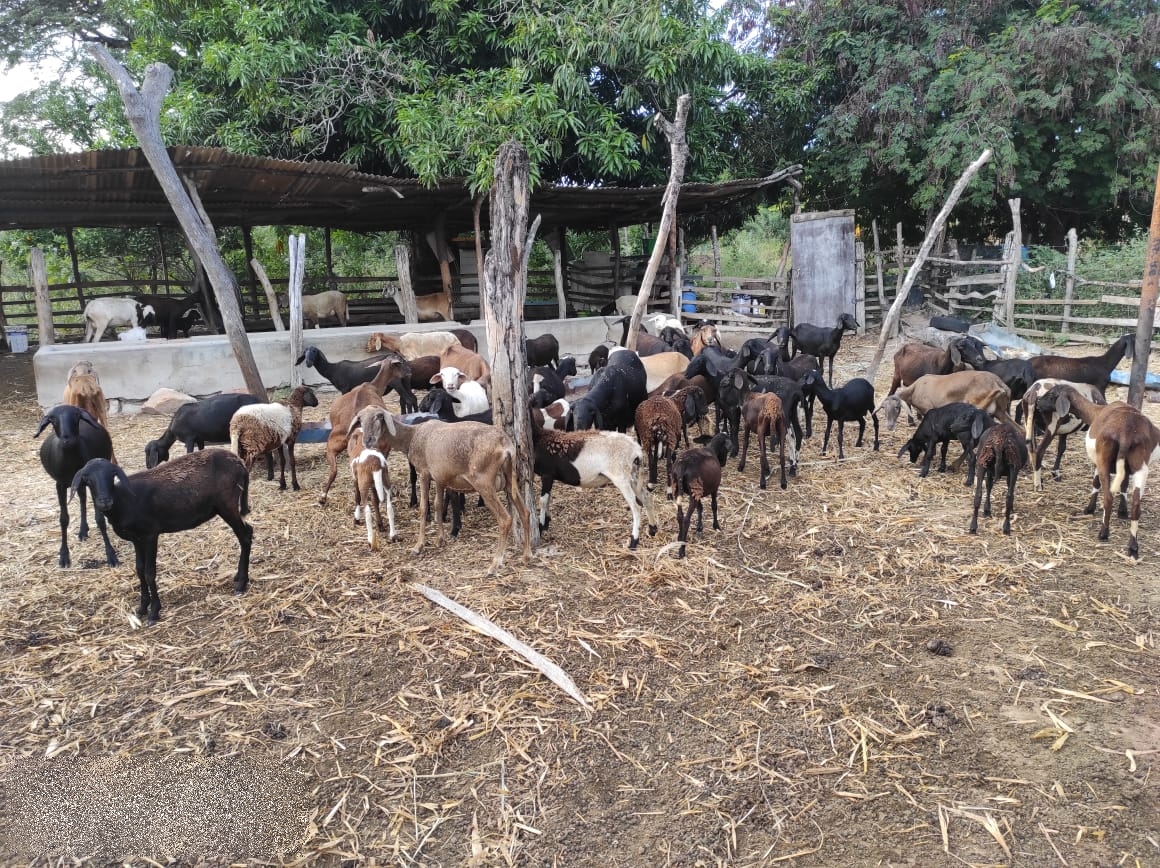 Criadores de caprinos e ovinos de Ituaçu dobram valor de venda dos animais