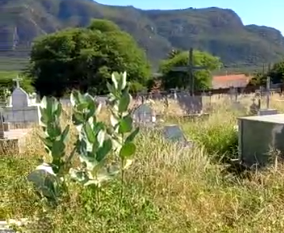 Matagal toma conta de Cemitério em Tabuleiro zona rural de Livramento