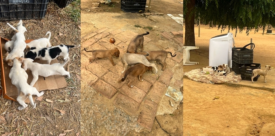 Livramento: Moradores reclamam de cães e gatos abandonados no povoado de Rio Abaixo